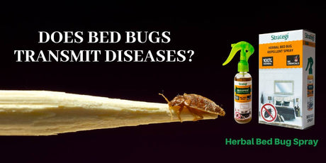 What do bed bugs look like?