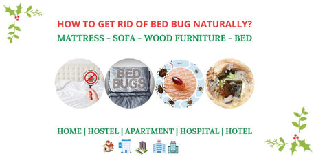 Worst Bed Bug Infestation In The World