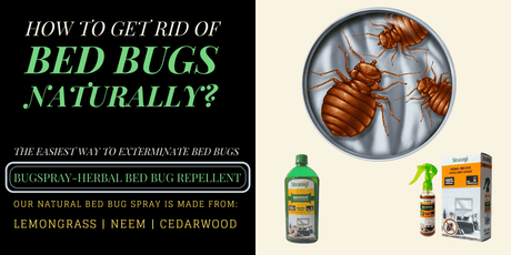 How to get rid of bed bugs