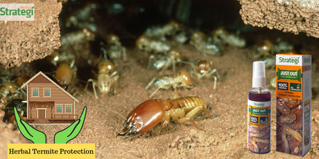 How To Get Rid Of Termites From Your Home?
