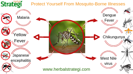 Mosquitoes: Most Dangerous Diseases Spreading Among Humans