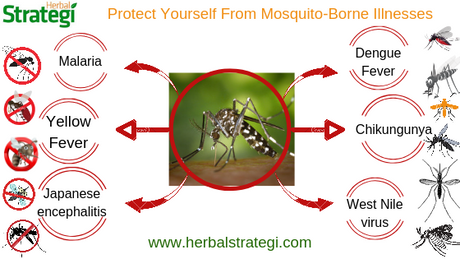 Mosquitoes: Most Dangerous Diseases Spreading Among Humans