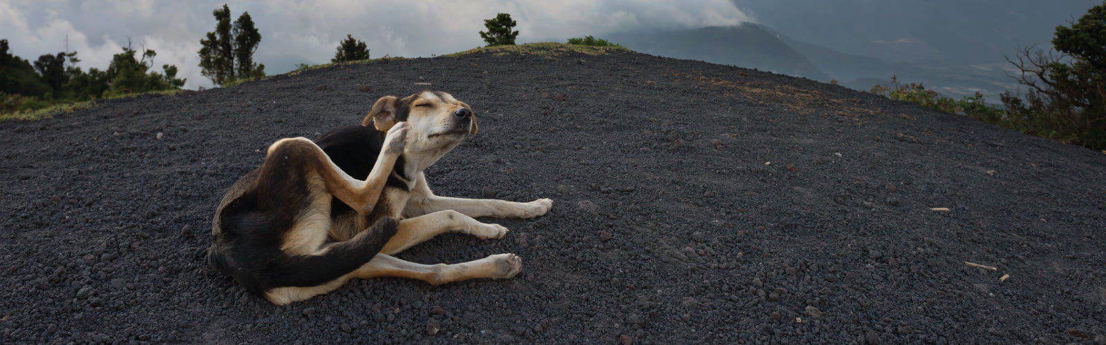 Natural Remedies for Dog Ticks and Fleas