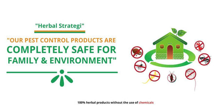 Pest Control in the UAE
