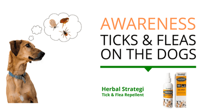 Dog Care: Ticks, fleas awareness and control for Dogs