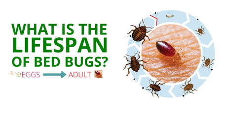 Where do bed bugs come from?