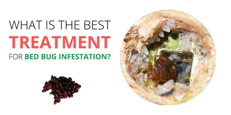 Bed Bug Infestation