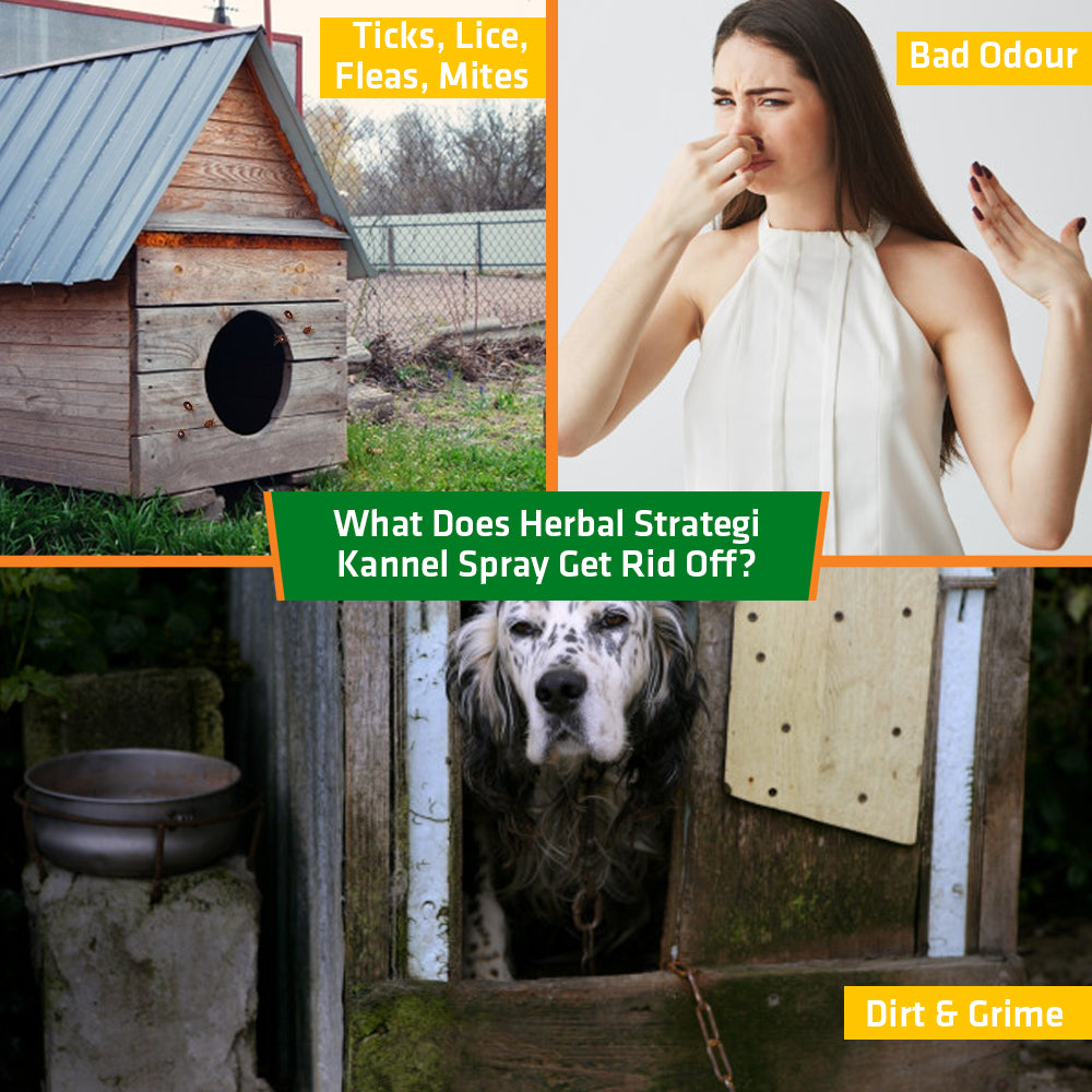 Herbal Ticks, Fleas, Lice, and Mites Spray for Kennel | Product Size: 100 ml, 500 ml