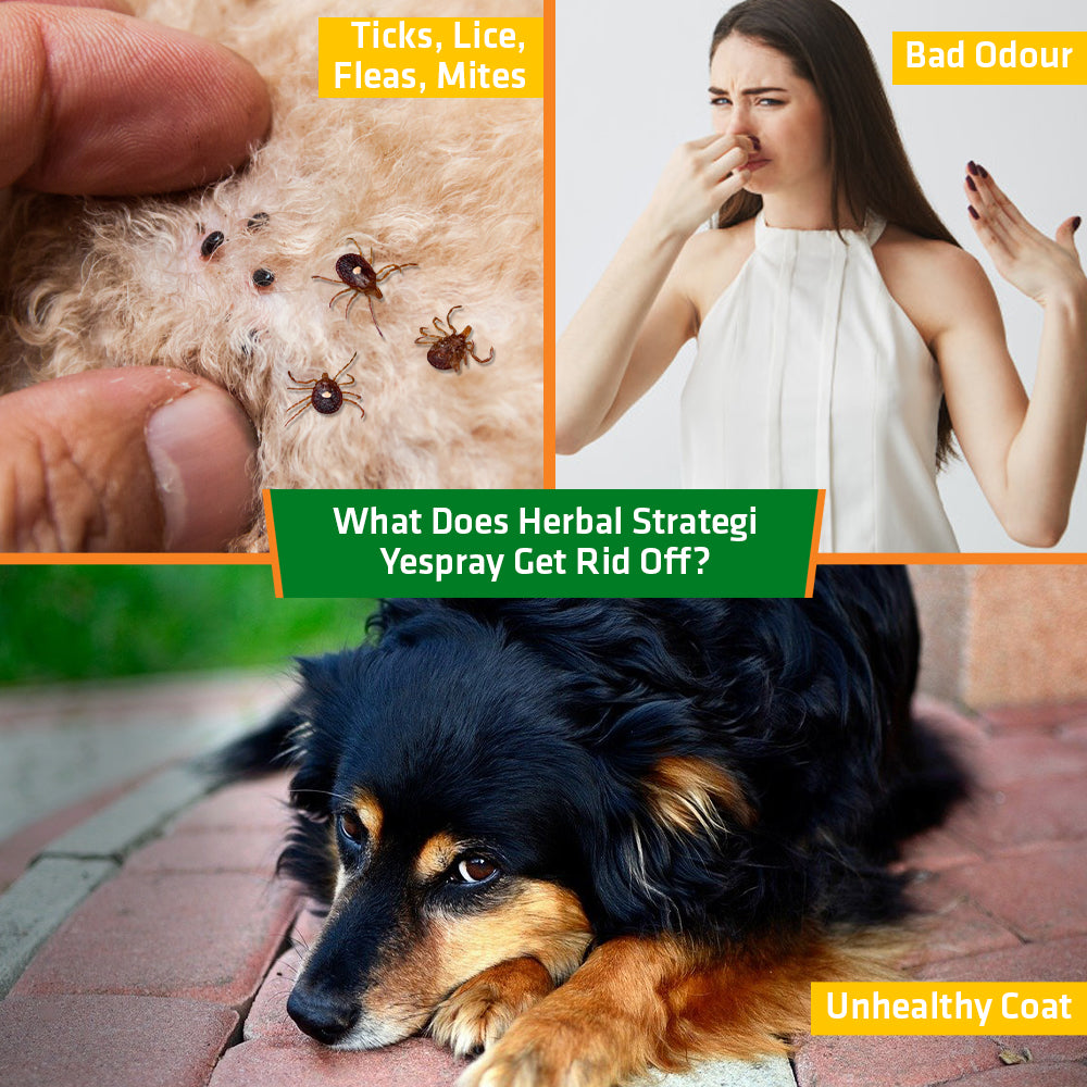 Herbal Ticks, Fleas, Lice and Mites Spray for Dogs | Product Size: 100 ml, 200 ml, 500 ml