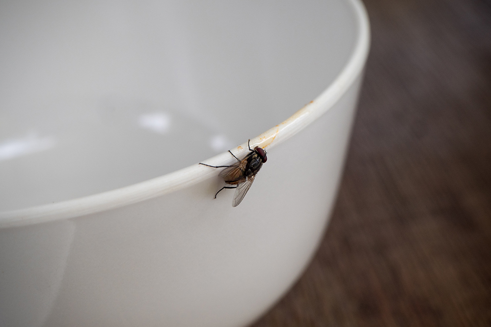 House Flies: Beyond a Nuisance - Health Risks & Herbal Solutions