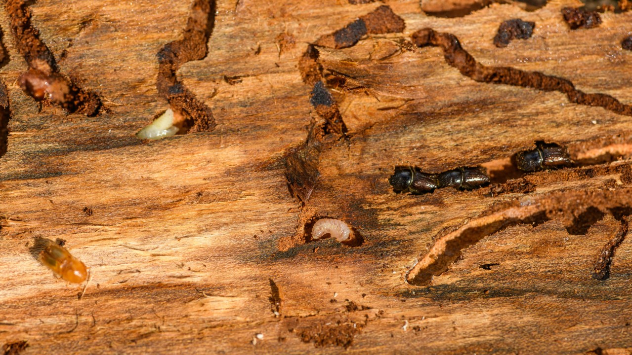 Sustainable Termite Control: Safe Alternatives for Your Home and Agricultural Land