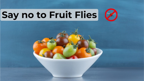 Say Goodbye to Fruit Flies with Herbal Solutions!