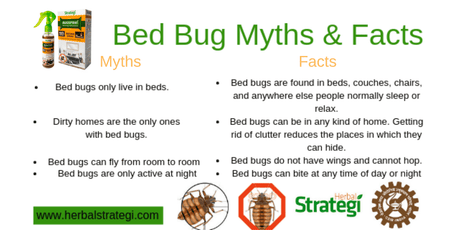 Bed Bugs Myths And Facts