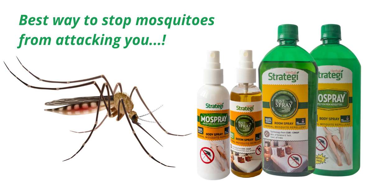 The best herbal mosquito repellents! Herbal Strategi