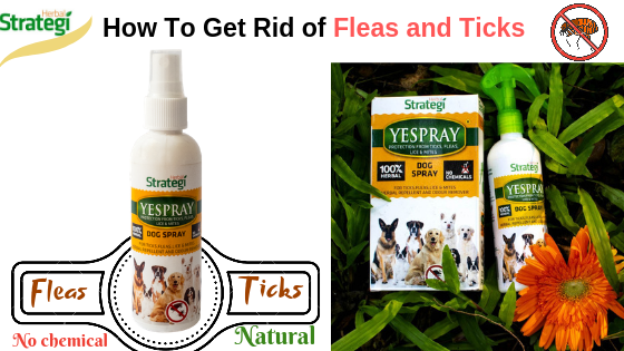 Ticks & Fleas, How to get rid of them?