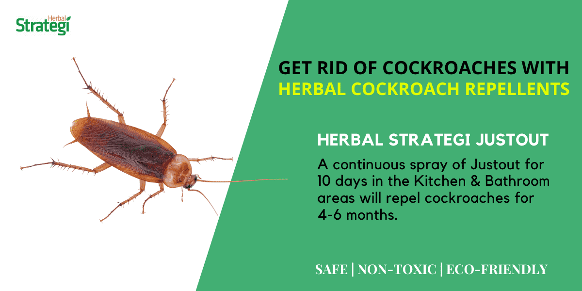 Natural repellent best sale for cockroaches