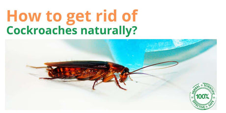 How to get rid of cockroaches in the kitchen & bathrooms