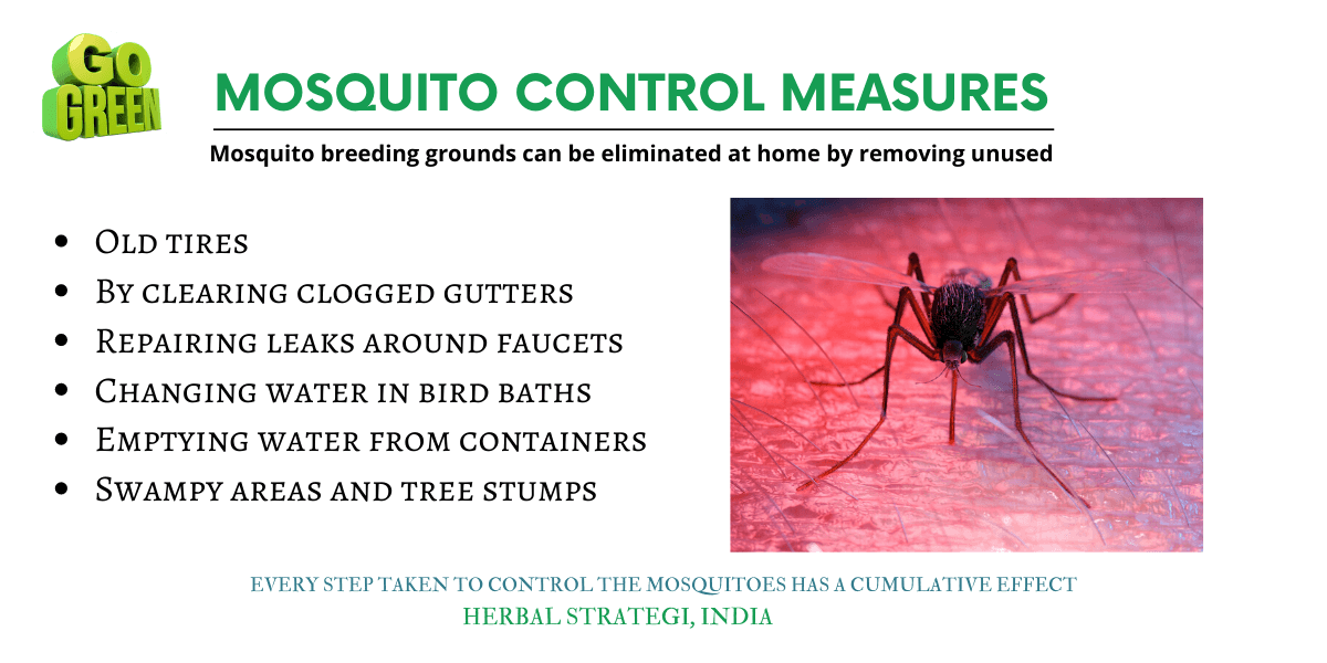 Mosquito Control Measures Herbal Strategi