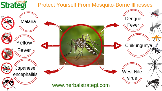 Mosquitoes: Most Dangerous Diseases Spreading Among Humans - Herbal Strategi