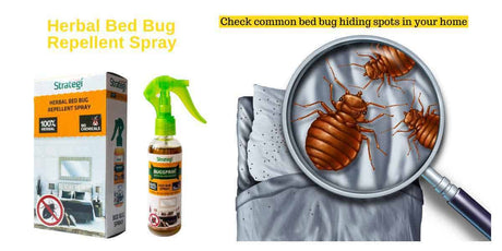 Let’s bed the bed bug!