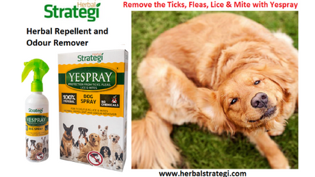 Herbal Tick Repellent For Dogs