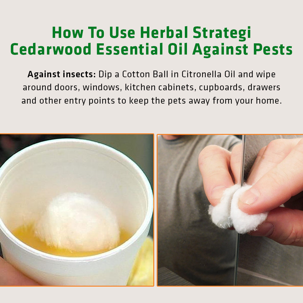 Herbal Cedarwood Essential Oil | Product Size: 50ml, 15ml